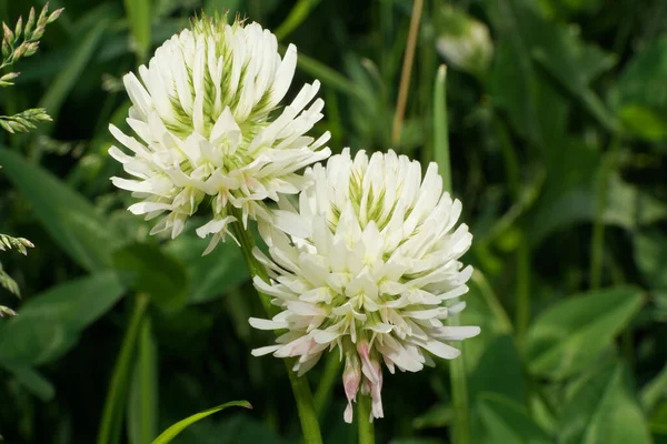 Close Duas Flores Brancas Trevo Montanha Trifolium Montanum Com Folhas — Fotografia de Stock