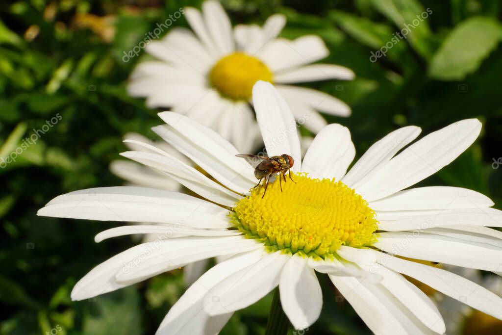  Close-up side view of a small shiny green flies are Caucasian flower with open wings collecting nectar and pollen from a white of chamomile flower                              