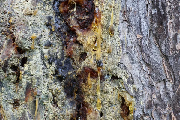 Close Gray Bark Caucasian Alpine Pine Pinus Mugo Drops Yellow — Stock Photo, Image