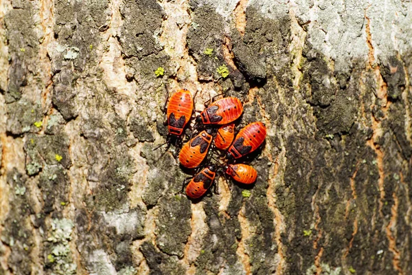 Yedi Genç Kırmızı Böcek Askeri Pyrrrhocoris Yazın Bir Ağacın Kabuğunda — Stok fotoğraf