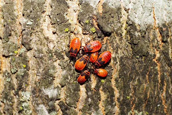 Makró Hét Fiatal Vörös Bogár Katona Pyrrhocoris Egy Kört Kéreg — Stock Fotó