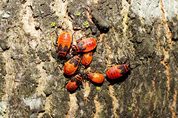 Yazın bir ağacın kabuğunda çember şeklinde oturan yedi genç kırmızı böcek askerinin yakın çekimi.                               