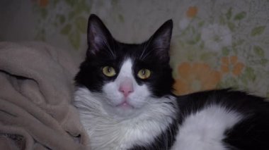 Uzun bıyıklı, turuncu gözlü, siyah beyaz bir Maine Rakunu 'nun akşam vakti battaniyeye uzanmış genç bir fotoğrafı.