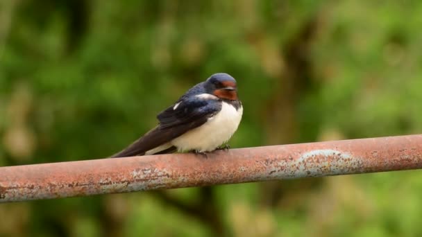 Barn Swallow Hirundo Rustica Black Plumage Sits Rests Crossbar Foothills — Stock Video