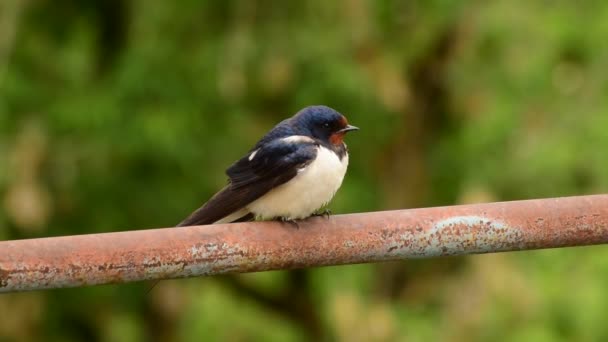 Trague Cámara Lenta Hirundo Rustica Con Plumaje Negro Sienta Descansa — Vídeos de Stock