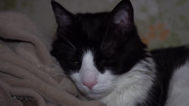 夕方に毛布の上に長い口ひげとオレンジの目をした黒と白のメインコーン猫のクローズアップ — ストック動画