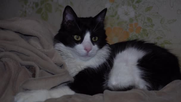 Primer Plano Joven Gato Maine Coon Blanco Negro Con Bigote — Vídeos de Stock