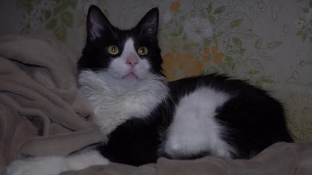 黒と白の髪の若いメインコーン猫 長い口ひげとオレンジの目が横たわって 毛布の上に夜に休んでいます — ストック動画