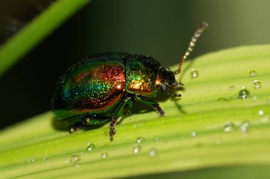 Koyu yeşil Kafkas küçük sopasıyla uzun antenli yeşil bir yaprağın üzerinde yağmurdan sonra su damlacıklarıyla oturuyor.                               