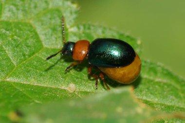  Yazın yeşil bir yaprağın üzerinde oturan küçük kahverengi-yeşil beyaz bir yaprak böceğinin makro yan görüntüsü.                              