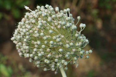Kafkasya, Kafkasya, Kafkasya, Kafkasya, Kabardino-Balkaria, Rusya 'nın eteklerinde yetişen soğan Allium cepa' nın tohum kafasının yakın plan çekimi.                               