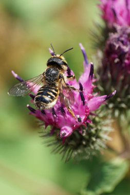 Kafkas çizgili beyaz-gri hymenoptera Megachile rotundata 'nın Macro' su, dulavrat Arctium lappa 'nın açık mor tonlamasında nektar topluyor.                               