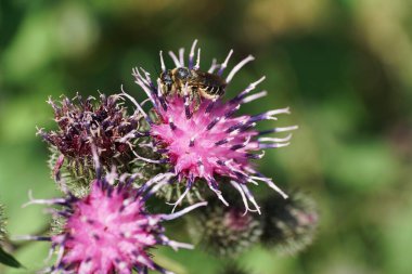 Makro Kafkas beyaz-gri çizgili ve tüylü Hymenoptera Megachile rotundata toplayarak dulavrat Arctium lappa 'nın açık mor infloresansında nektar topluyor.                               
