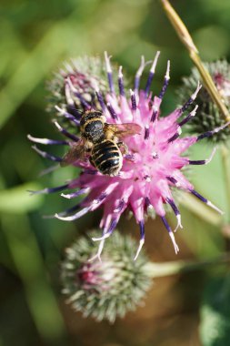 Kafkasya beyaz-gri himenoptera Megachile rotundata 'nın yakından görüntüsü burdock Arctium lappa' nın açık mor infloresansında nektar topluyor.                               