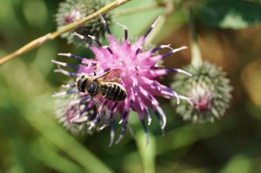 Kafkasya beyaz-gri himenoptera Megachile rotundata 'nın üzerinden makro görünüm. Burdock Arctium lappa' nın açık mor infloresans üzerinde nektar topluyor.                               