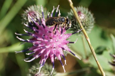 Kafkas beyaz-gri himenoptera Megachile rotundata 'nın yakından yan görüntüsü yaz aylarında dulavrat Arctium lappa' nın açık mor infloresansında nektar topluyor.                               