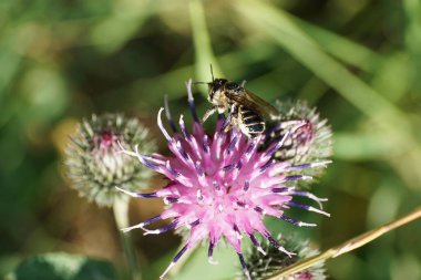 Kafkas beyaz-gri hymenoptera Megachile rotundata 'nın makro kenar görüntüsü yaz aylarında dulavrat Arctium lappa' nın açık mor tonlarında nektar topluyor.                               