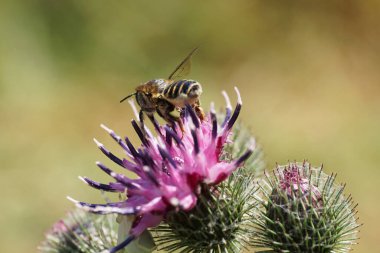  Kafkas beyaz-gri hymenoptera Megachile rotundata 'nın Macro' su yazın burdock Arctium lappa 'nın açık-mor cildindeki nektarı topluyor.                              