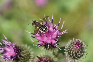 Kafkasya beyaz-gri himenoptera Megachile rotundata 'nın yukarısından makro görünüm yazın burdock Arctium lappa' nın açık mor infloresansında nektar topluyor.                               