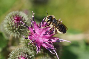 Hymenoptera Megachile rotundata tarafından hazırlanan Kafkas arısının yakından görüntüsü yazın Arctium Lappa dulavının açık mor çiçeğinin nektar kanatlarıyla toplanır                               