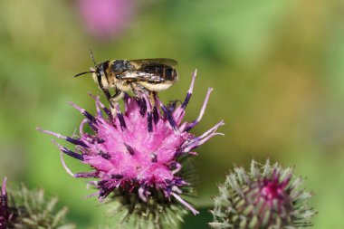 Kafkas arısı Hymenoptera Megachile rotundata kanat üzerinde nektar ve yazın dulavrat otu Arctium lappa 'nın açık mor çiçeğinde beyaz göbek toplamaktadır.                               