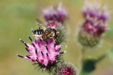 Hymenoptera Megachile rotundata 'nın beyaz-gri beyaz beyaz beyaz kafkas arısının yan görüntüsü yaz mevsiminde Arctium lappa dulavının açık mor çiçeğinde nektar topluyor.                               