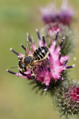 Hymenoptera Megachile rotundata 'nın beyaz-gri Kafkas arısının Macro' su zirvede dulavrat otu Arctium lappa 'nın açık mor çiçeğinde nektar topluyor.