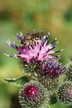  Makro çizgili Kafkas gri hymenoptera Megachile rotundata toplayarak dulavrat Arctium lappa 'nın açık-mor infloresansında nektar topluyor.                              