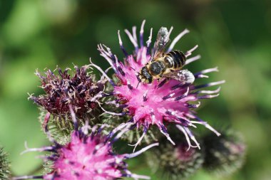 Kafkasya beyaz-gri himenoptera Megachile rotundata 'nın yakından görüntüsü yazın burdock Arctium lappa' nın açık mor infloresansında nektar topluyor.                               