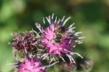 Kafkas beyaz-gri çizgili hymenoptera Megachile rotundata 'nın yakından görüntüsü burdock Arctium lappa' nın şişkinliğinin açık-mor infloresans üzerinde nektar topluyor                               