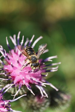 Kafkasya beyaz-gri çizgili hymenoptera Megachile rotundata 'nın Macro görüntüsü burdock Arctium lappa' nın şişkinliğinin açık-mor infloresans üzerinde nektar topluyor                               