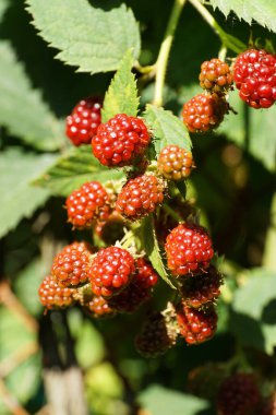 Kafkasya 'nın taze böğürtlen böğürtlenlerine yakın çekim. Kafkasya' nın eteklerinde olgunlaşan yeşil yaprakların üzerinde kırmızı meyveler asılı.                               