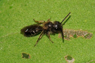 Yazın yeşil yaprağın üzerinde oturan Kafkas çizgili koyu ve kahverengi yaban arısı.                               