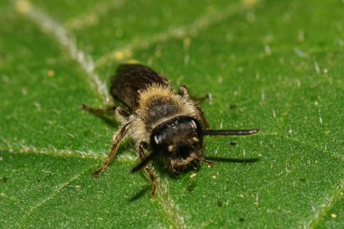 Yazın yeşil bir yaprağın üzerinde oturan Kafkas çizgili, koyu ve kahverengi bir yabanarısının önü Makro manzaralı.                               
