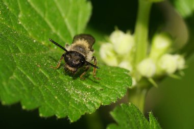 Yazın yeşil kabarık bir yaprağın üzerinde oturan Kafkas çizgili, koyu ve kahverengi bir yaban arısının yakın görüntüsü.                              