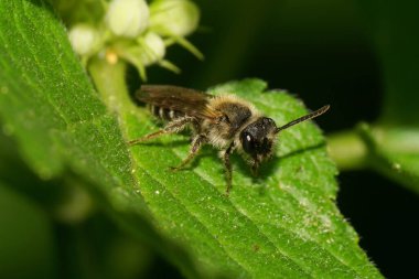 Kafkas çizgili, koyu ve kahverengi, uzun antenli yabani arılar. Isırgan otunun kabarık yeşil yaprağının tepesinde oturuyorlar.