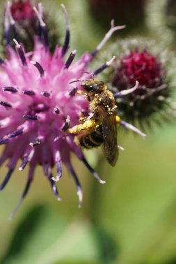 Macro of Caucasian wild fluffy bee Macropis fulvipes with pussy gathering nectar on purple inflorescence of thistle Arctium lappa                               