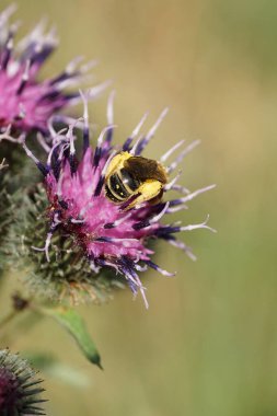 Beyaz tüylü kabarık tüylü yabani arı Macropis fulvipes 'in yakın çekimi pençelerinde polenle yazın Arctium lappa' nın mor çiçeğinin nektarını topluyor.                              