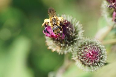 Kafkasya açık kahverengi tüylü yabani arı Macropis fulvipes 'in yakından görüntüsü pençelerinde polen olan devedikeni Arctium lappa' nın yaz aylarında menekşe infloresansında nektar topluyor.                              