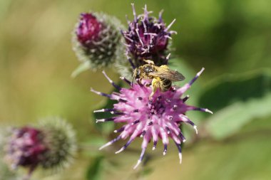 Kafkas açık kahverengi kabarık tüylü arı Macropis fulvipes pençelerinde polen olan devedikeni Arctium lappa 'nın mor infloresansına asılmış nektarla yazın                              