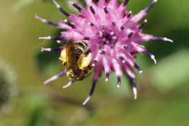 Kafkasya açık kahverengi kabarık tüylü arı Macropis fulvipes 'in yukarıdan makro görüntüsü pençelerinde polen olan devedikeni Arctium lappa' nın mor infloresansında topladığı nektarı topluyor.