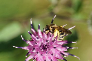 Kafkas açık kahverengi kabarık tüylü arı Macropis fulvipes pençelerinde polen olan devedikeni Arctium lappa 'nın mor infloresansına asılan nektar yaz mevsiminde                               