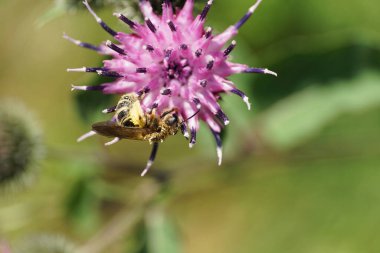 Makro açık kahverengi Kafkas yaban arısı Macropis fulvipes pençelerinde polen olan devedikeni Arctium lappa 'nın mor infloresansıyla yazın topladığı nektarı topluyor.                               