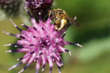 Yakın plan açık kahverengi Kafkas yaban arısı Macropis fulvipes pençelerinde polen olan devedikeni Arctium lappa 'nın mor infloresansında nektarı gizleyen                               