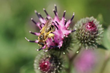 Makro kabarık çizgili beyaz arı Macropis fulvipes bacaklarında polen ve parlayan kanatlarla devedikeni mor şişkinliğinde deve dikeni lappa 'nın yaz aylarında nektar ve polen topluyor.                               