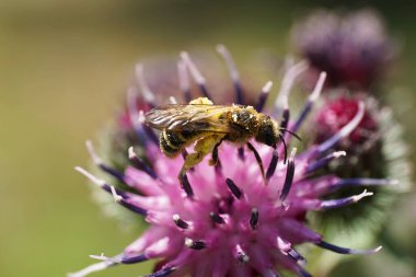 Tüylü Kafkas vahşi arı çizgili Macropis fulvipes 'in makro görüntüsü bacaklarında polen olan devedikeni Arctium lappa' nın menekşesi üzerindeki nektar ve polenleri yaz aylarında toplayan                               