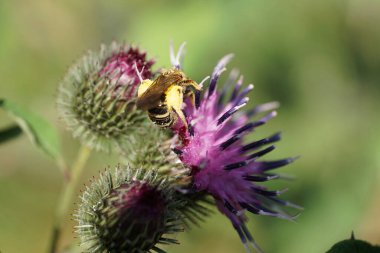 Tüylü Kafkas yabani arı çizgili Macropis fulvipes 'in yakından görüntüsü bacaklarında polen ve nektar biriktirir devedikeni Arctium lappa' nın mor cildinde yaz aylarında.                              