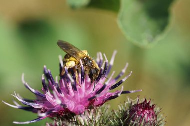 Kafkas yaban arısı Makropis fulvipes 'in yakından görüntüsü bacaklarında polen olan devedikeni Arctium lappa' nın menekşesinde nektar ve polen toplayan.                               
