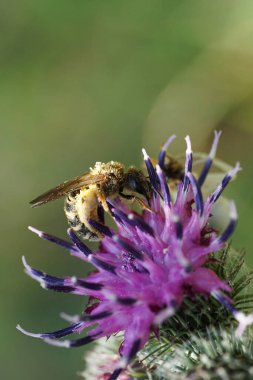 Beyaz tüylü arı Macropis Fulvipes 'in makro görüntüsü bacaklarında polen olan devedikeni Arctium lappa' nın mor infloresansıyla yaz aylarında nektar ve polen toplayan.                               