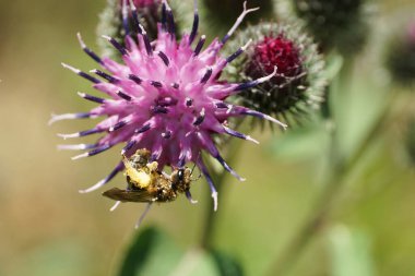 Kafkas vahşi arı Macropis fulvipes ile uyku pençeleri polen ile deve dikeni mor infloresans nektar toplamak Arctium lappa                               